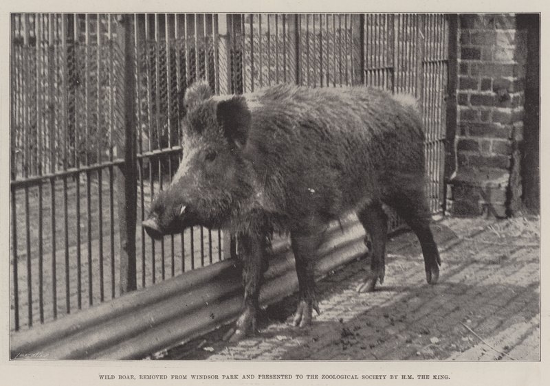 Sanglier, retiré du parc de Windsor et présenté à la Société zoologique par Sa Majesté le Roi - English Photographer