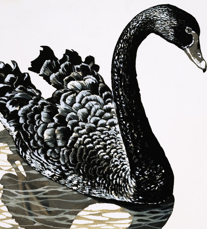 Un cygne noir - English School