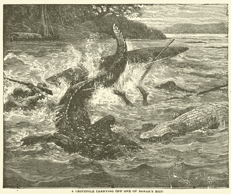 Un crocodile emportant un des hommes de Baker - English School
