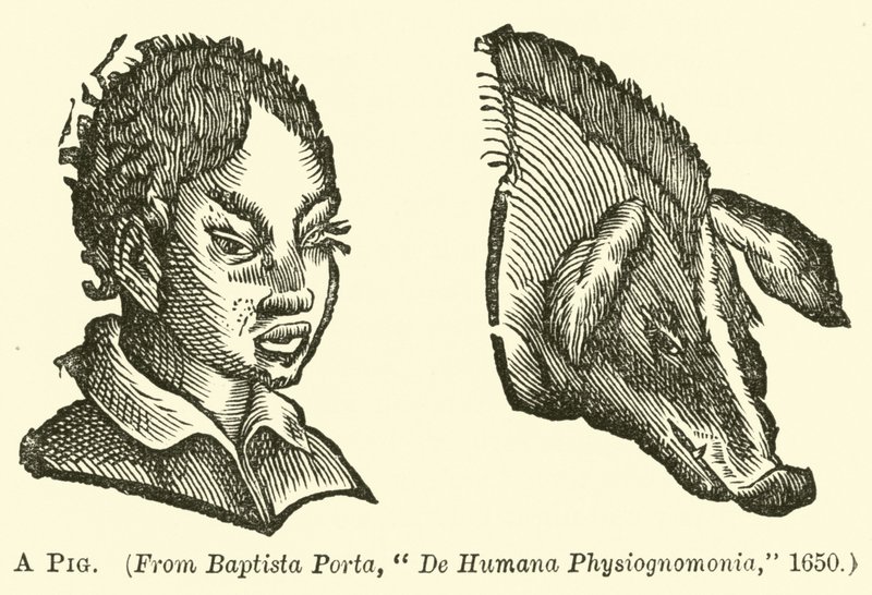 Un cochon - English School