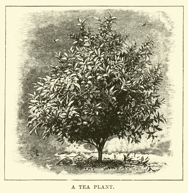 Un plant de thé - English School