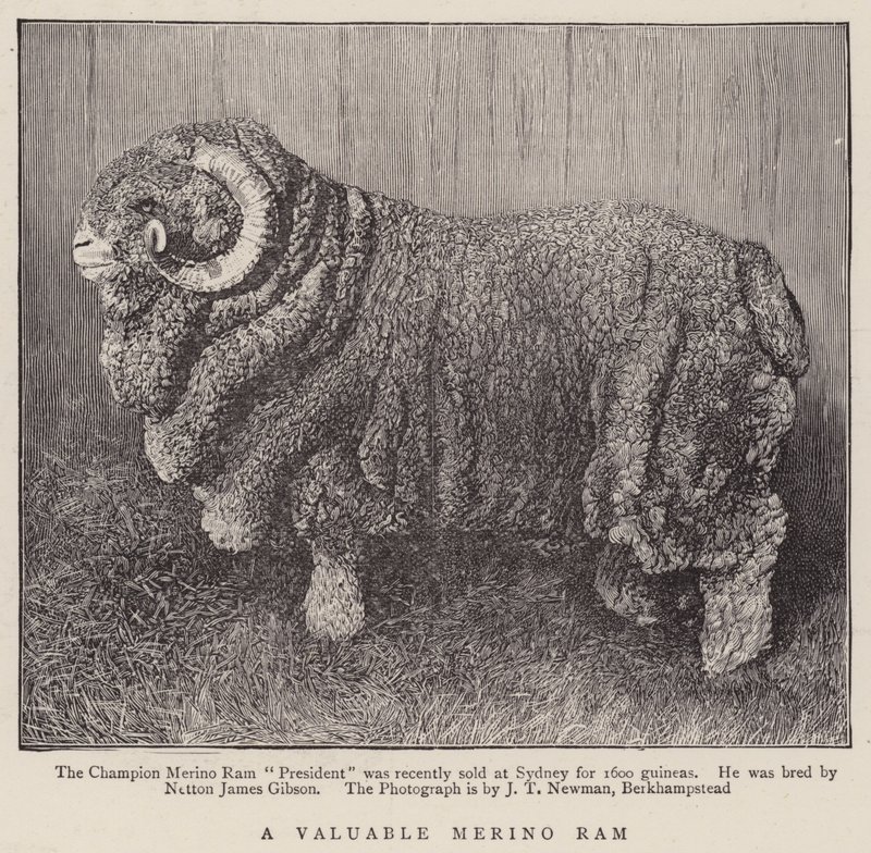 Un Bélier Mérinos Précieux (gravure) - English School