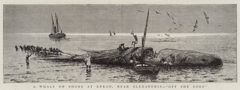 Une baleine échouée à Edkou, près d