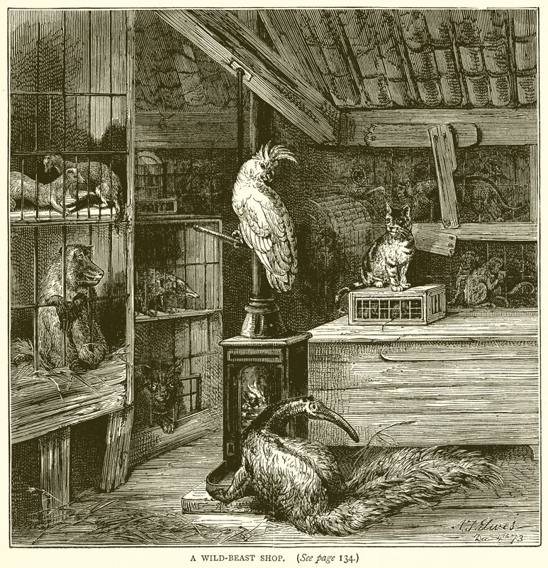 Une boutique de bêtes sauvages - English School
