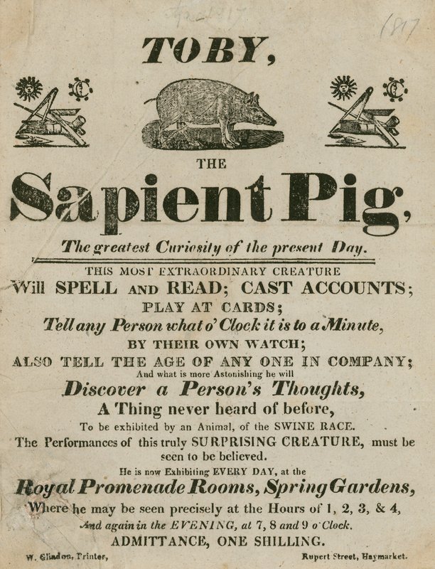 Publicité pour Toby le Cochon Savant, la plus grande curiosité du moment - English School