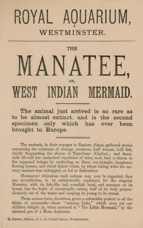 Publicité pour le lamantin - English School