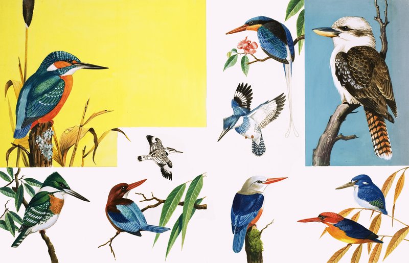 Toutes sortes de martins-pêcheurs - English School