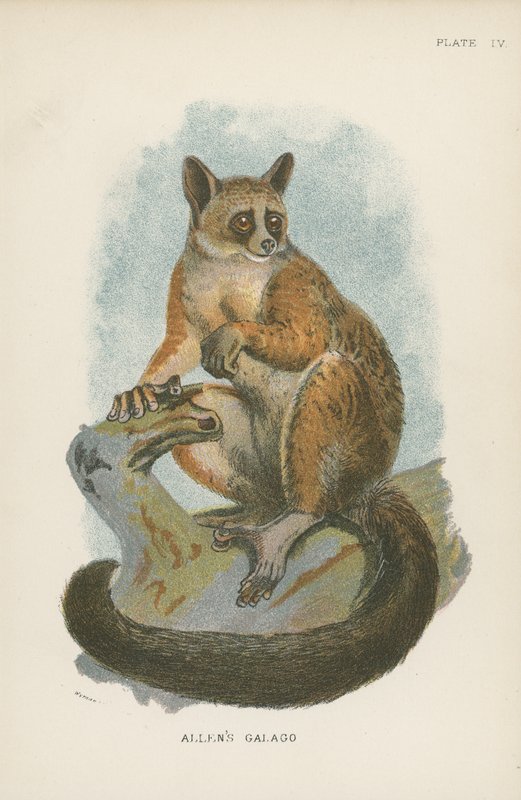 Galago d
