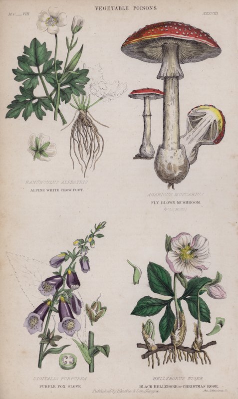 Renoncule des Alpes; Champignon Brun; Digitale Pourpre; Hellébore Noir ou Rose de Noël (gravure en couleur) - English School