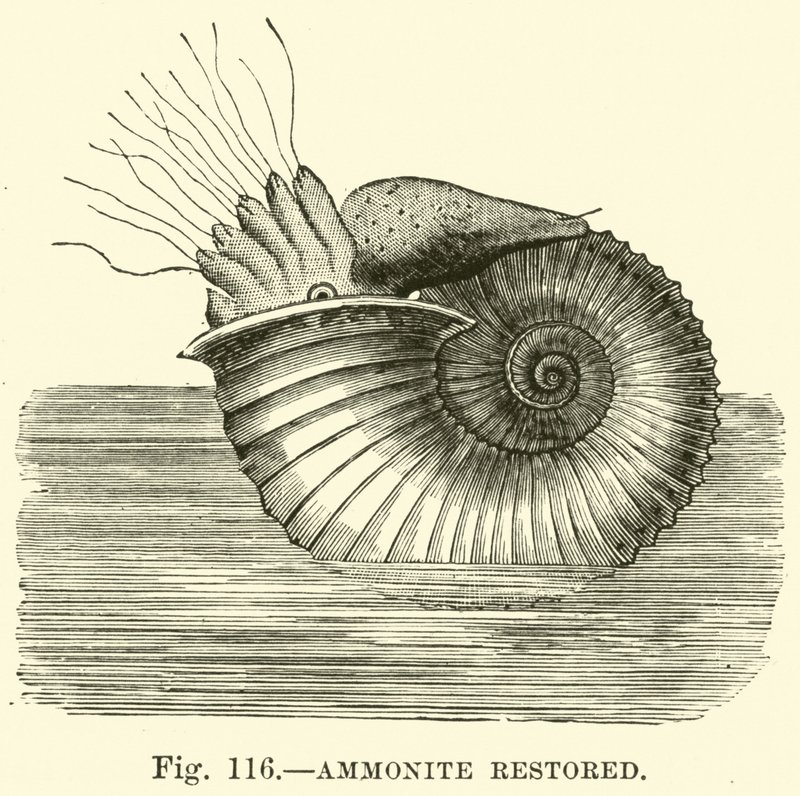 Ammonite restaurée - English School