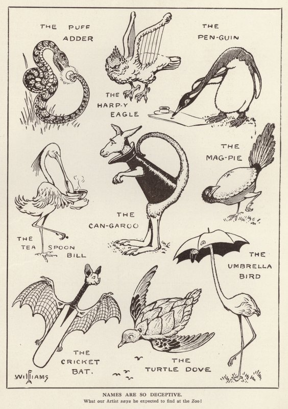 Animaux amusants - English School