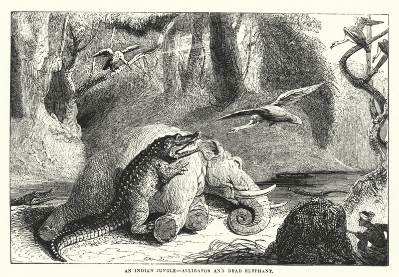 Une jungle indienne, alligator et éléphant mort - English School