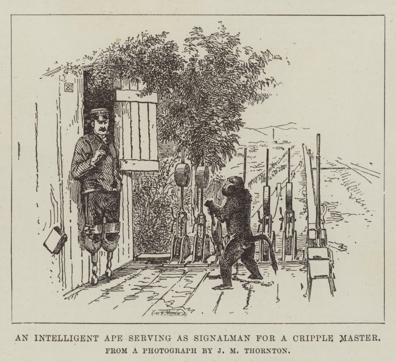 Un singe intelligent servant de signaleur pour un maître handicapé - English School