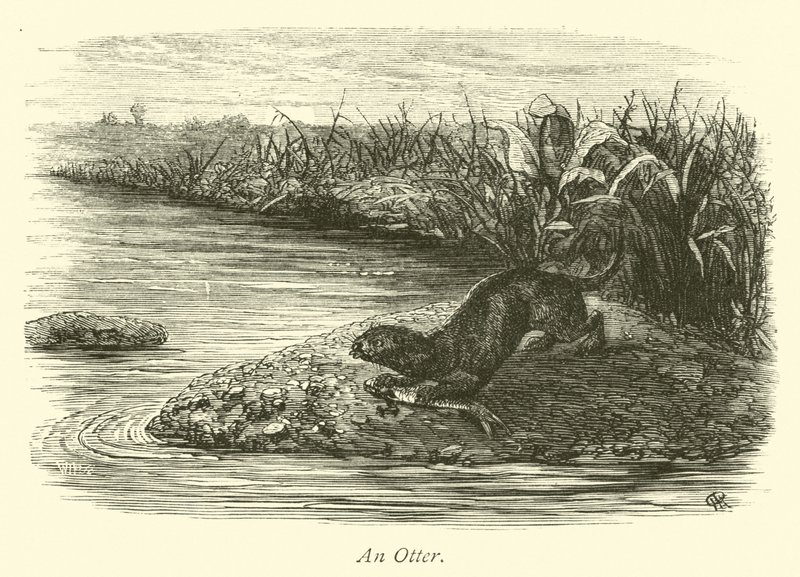 Une loutre - English School