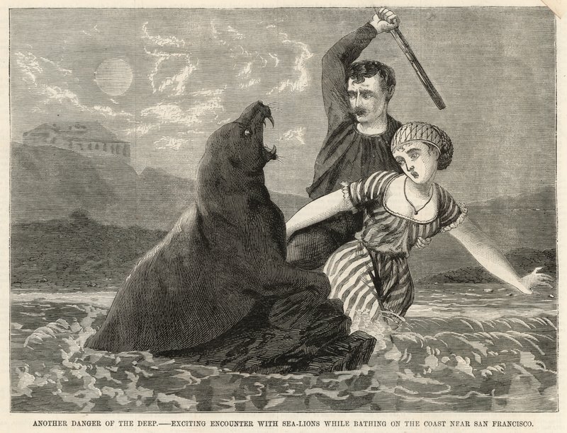 Une rencontre excitante avec des lions de mer en se baignant sur la côte près de San Francisco - English School