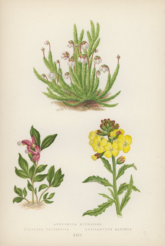 Andromeda Hypnoides; Polygala Paucifolia; Cheiranthus Alpinus - English School