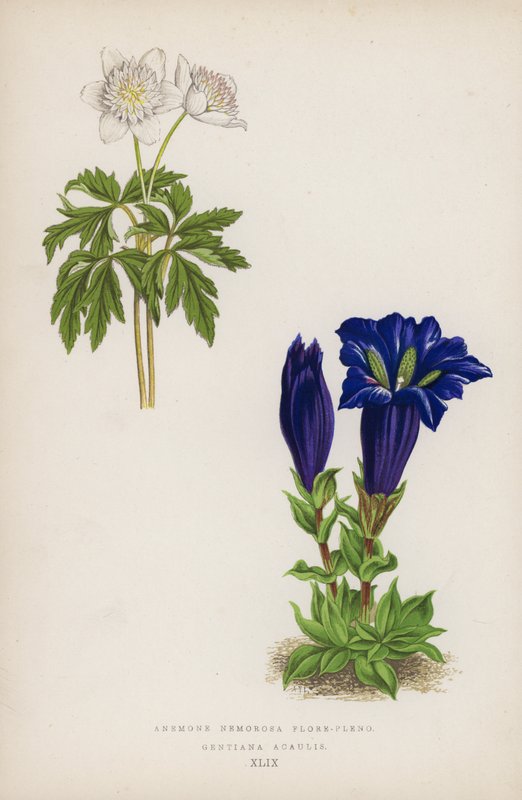 Anemone Nemorosa Flore-pleno; Gentiana Acaulis - English School