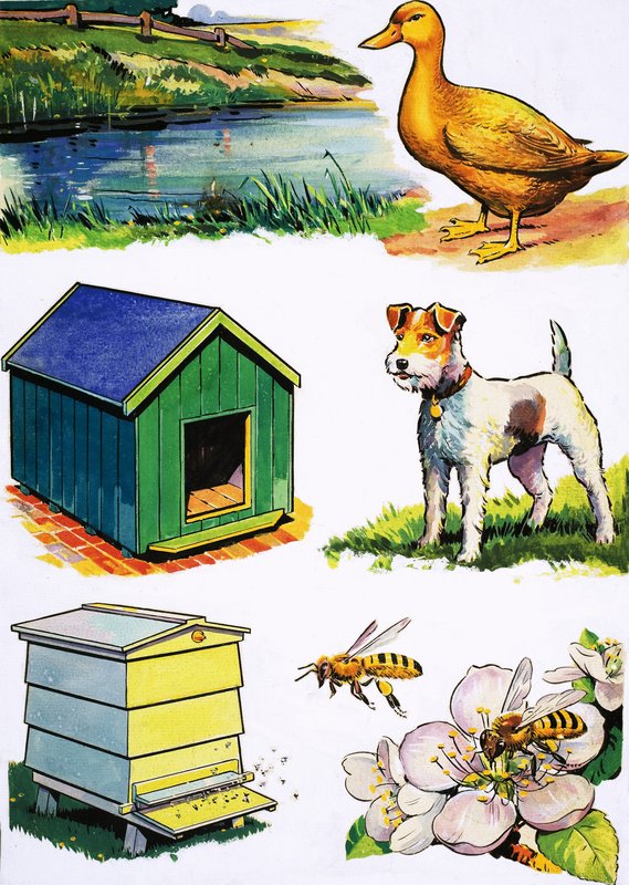 Les animaux et leurs maisons - English School
