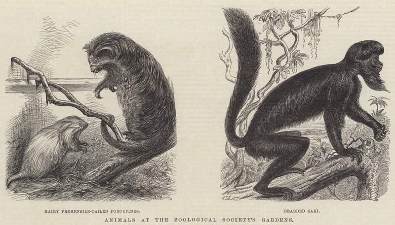 Animaux aux jardins de la Société zoologique (gravure) - English School