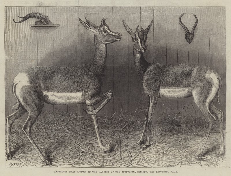 Antilopes du Soudan, dans les Jardins de la Société Zoologique - English School