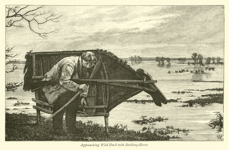 Approche du canard sauvage avec un cheval de traque - English School