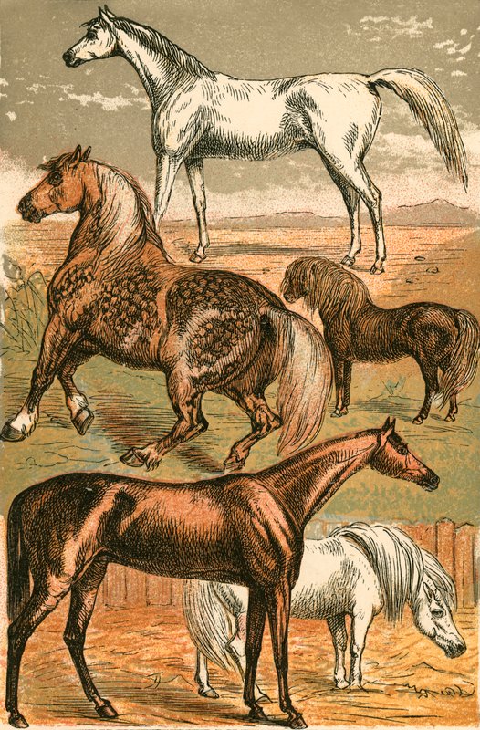 Cheval arabe, cheval de trait, cheval de course, poney Shetland et poney - English School