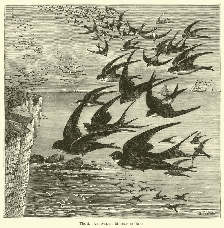 Arrivée des oiseaux migrateurs - English School