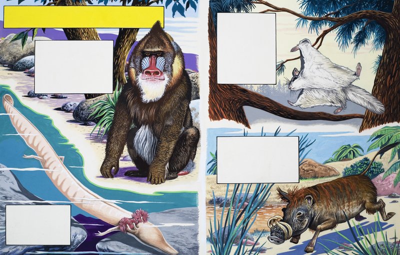 Animaux divers - English School