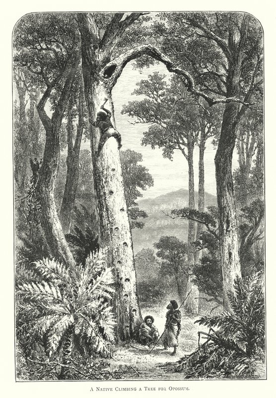 Australie : un indigène grimpant à un arbre pour un opossum (gravure) - English School
