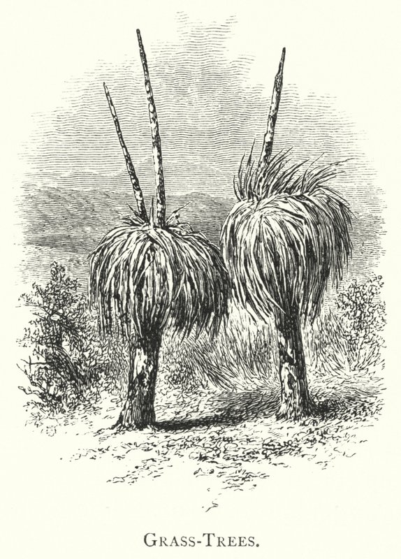 Australie : arbres à herbe (gravure) - English School