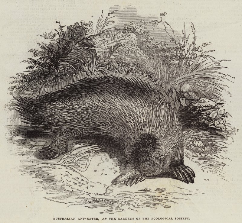 Fourmilier australien, aux jardins de la Société zoologique - English School