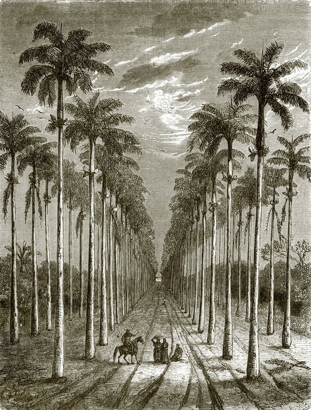 Avenue de palmiers menant à une résidence à Cuba - English School