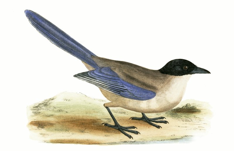 Pie bleue, illustration de 