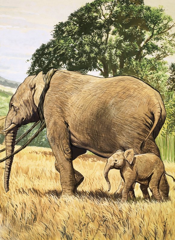 Bébé éléphant et mère - English School