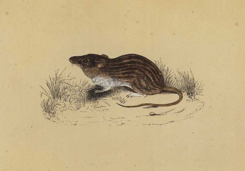 Souris de Barbarie - English School