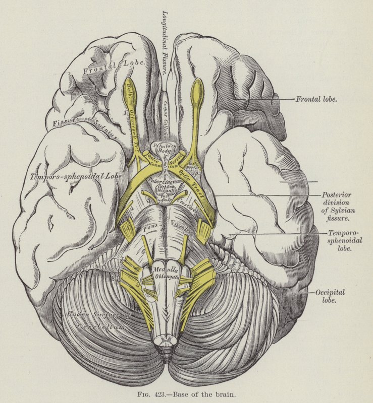 Base du cerveau (gravure) - English School