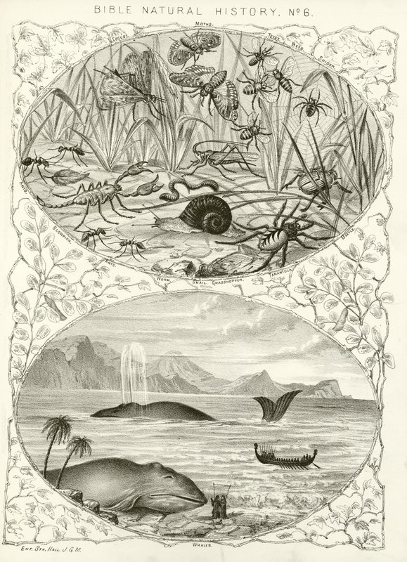Histoire naturelle de la Bible - English School