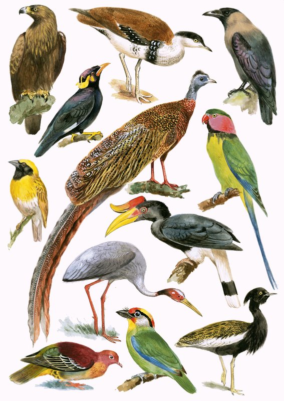 Oiseaux - English School