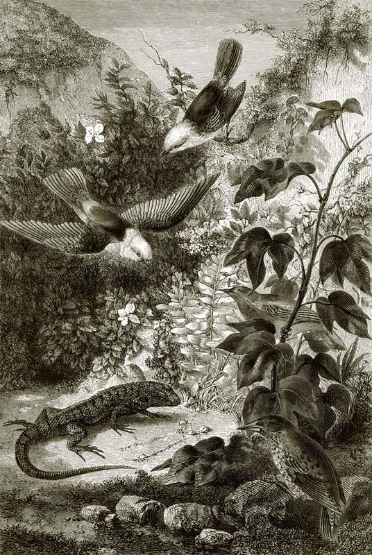 Oiseaux, reptiles et végétation - English School