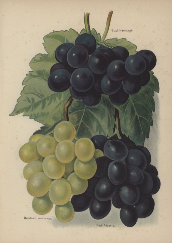 Black Hamburgh, Buckland Sweetwater, Black Alicante - English School