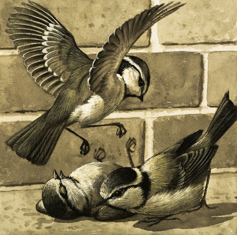 Oiseaux bleus - English School