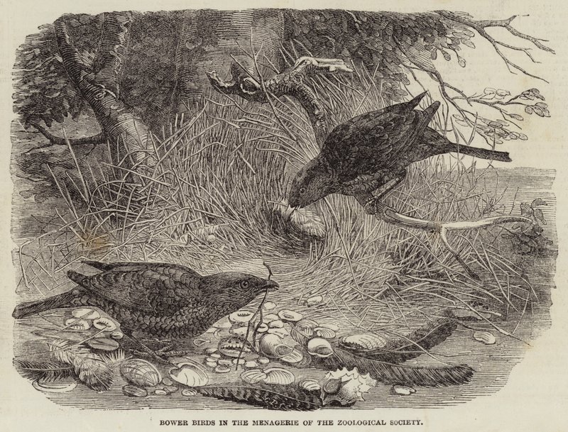 Oiseaux de paradis dans la ménagerie de la Société zoologique - English School