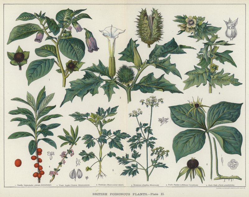 Plantes vénéneuses britanniques - English School