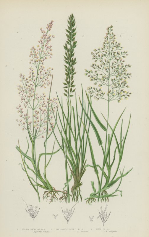 Agrostide brune, agrostide à feuilles de soie, agrostide fine - English School