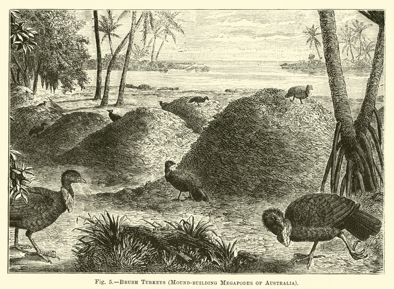 Dindons brosses, mégapodes constructeurs de monticules d