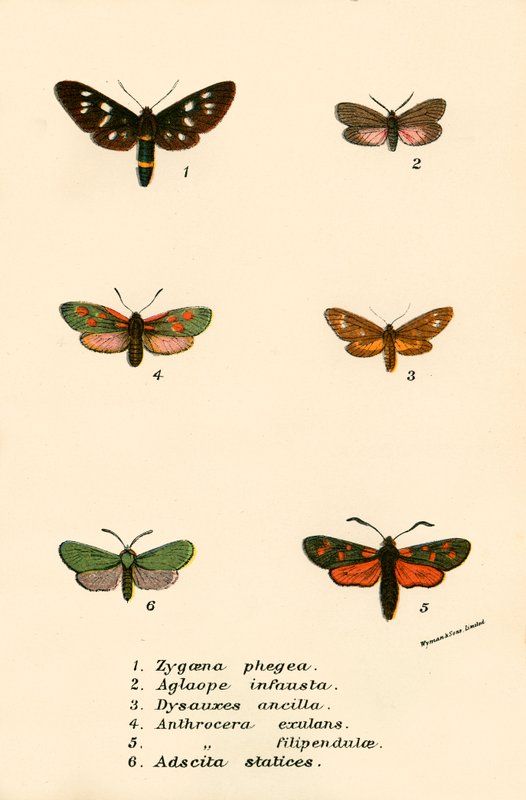 Papillons - English School
