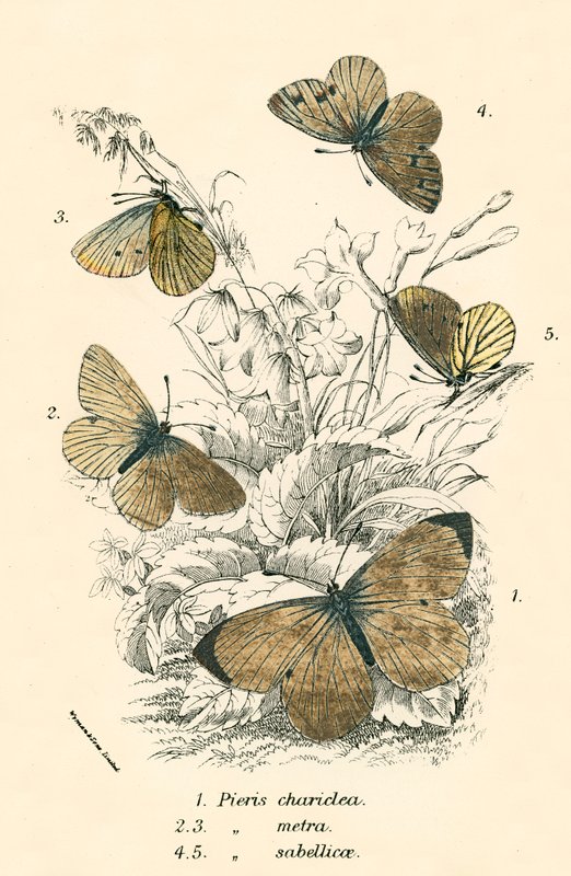 Papillons - English School