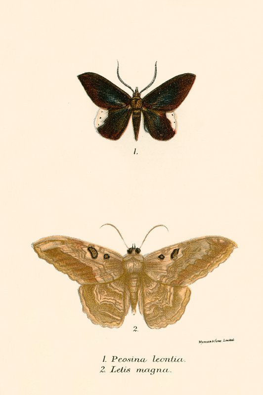 Papillons - English School