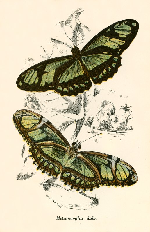 Papillons - English School