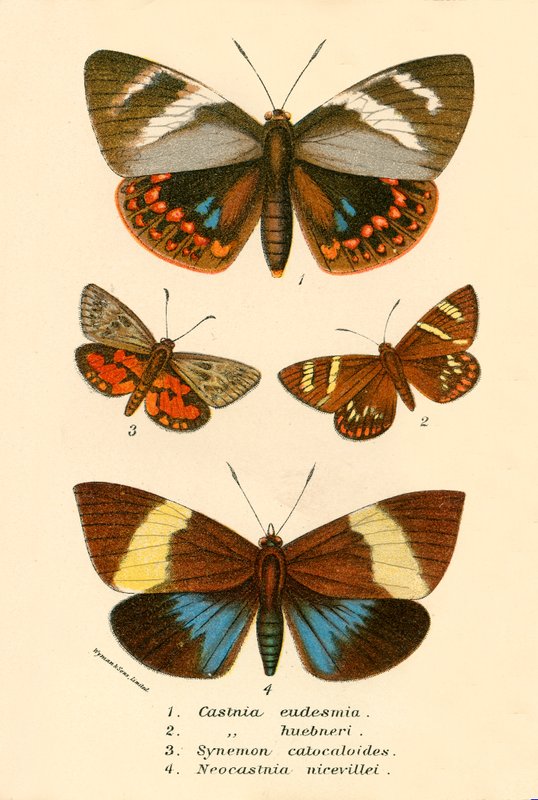 Papillons - English School